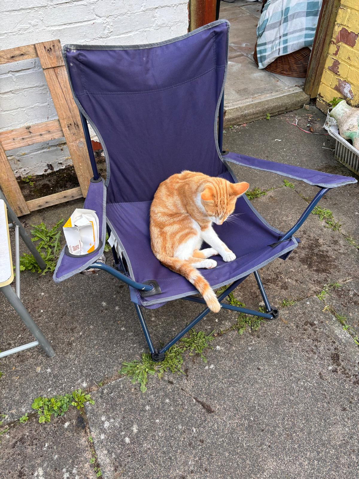 a ginger cat, sitting in a camping chair, in a backyard patio.