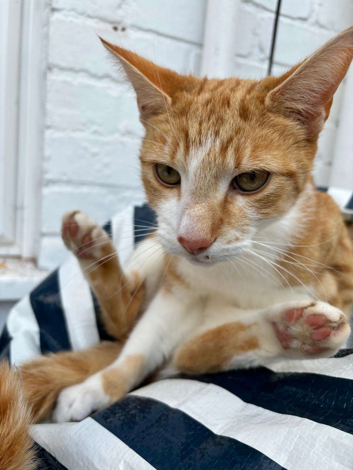 a close up of a ginger cat, trevor, caught mid-licking his balls, probably.