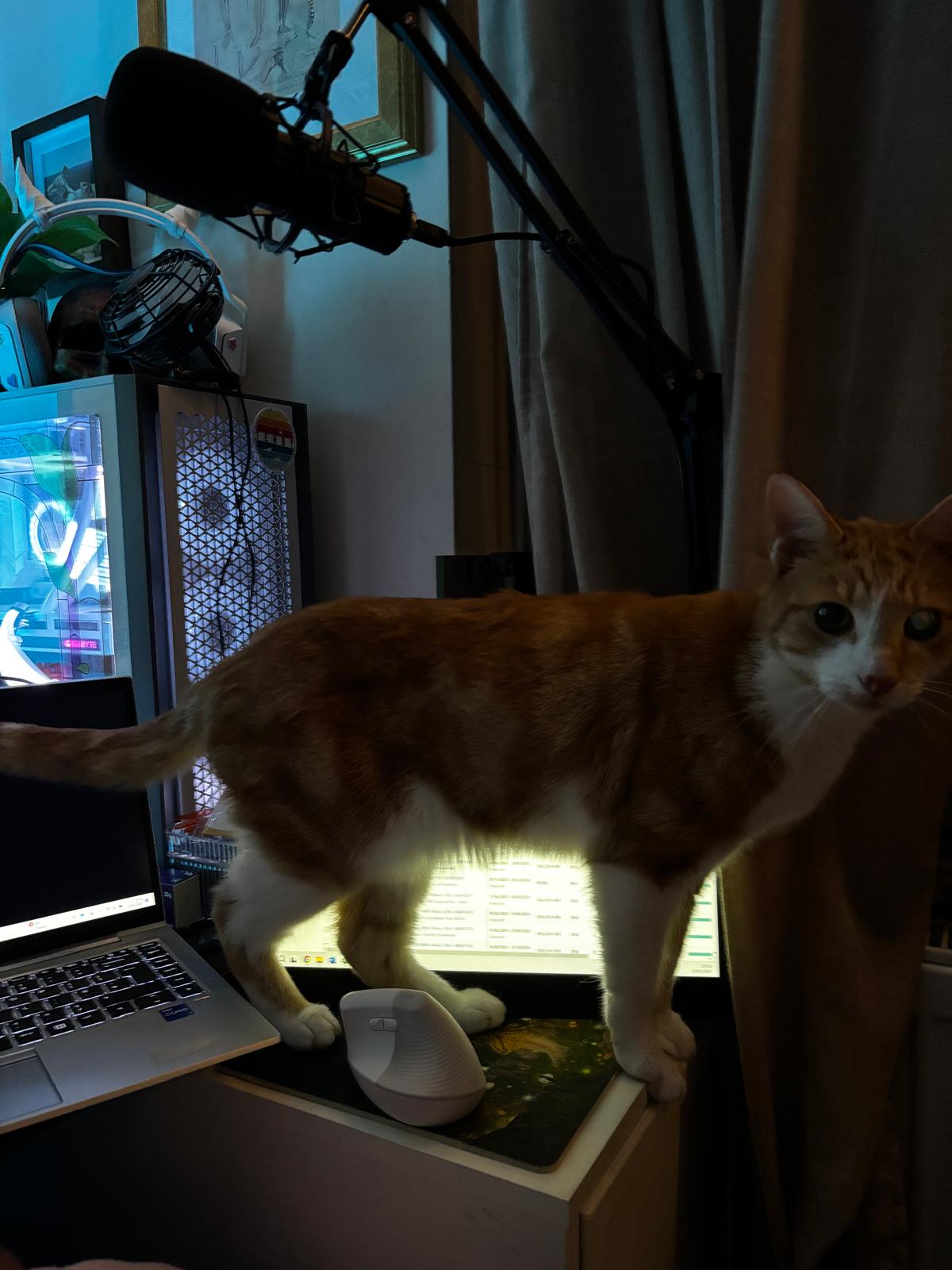 a ginger cat climbing on a pc desk setup